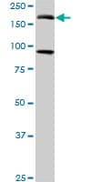 EIF4G3 Antibody (clone 1H5)