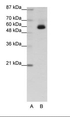 ZNF307 Antibody (C-Terminus)