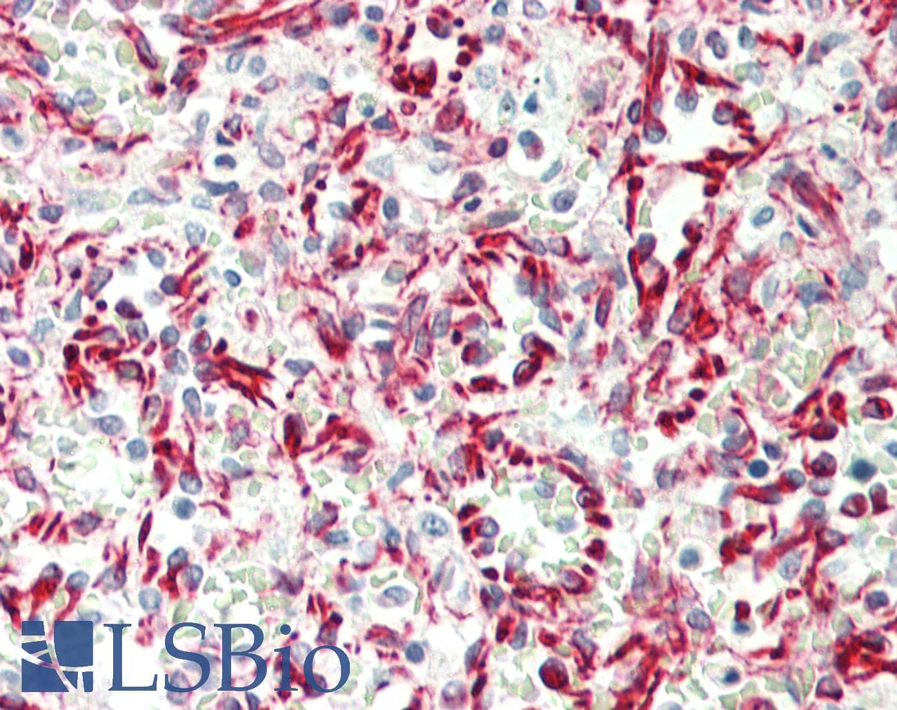 IHC-plus™ Monoclonal Mouse anti-Human CD34 Antibody (clone 132CT29.1.5, aa185-214, IHC, WB)