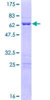 Human POU6F1 / BRN5 Protein (Recombinant GST)