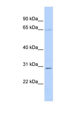 REL / C-Rel Antibody (C-Terminus)