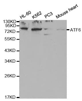 ATF6 Antibody