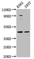 XRG8 / XKR8 Antibody