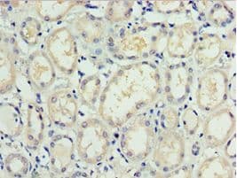 TAF1C Antibody (aa70-320)