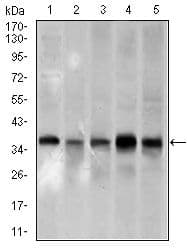 Monoclonal Mouse anti-Human PCNA Antibody (clone 7H4F8, Amino Acid: 53-196, IHC, WB)