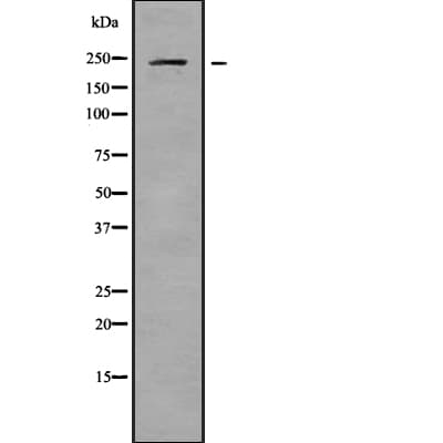 CACNA1D / Cav1.3 Antibody