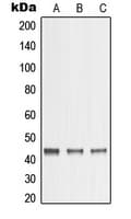MMP23 Antibody (C-Terminus)
