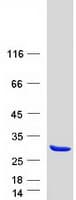 Human CSH2 / Placental Lactogen Protein (Recombinant Myc-DDK (Flag))