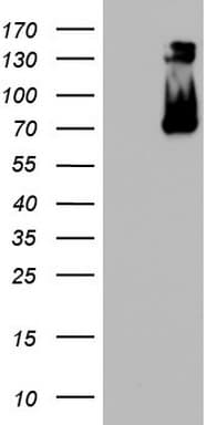 CD68 Antibody (aa22-319, clone OTI4D8)
