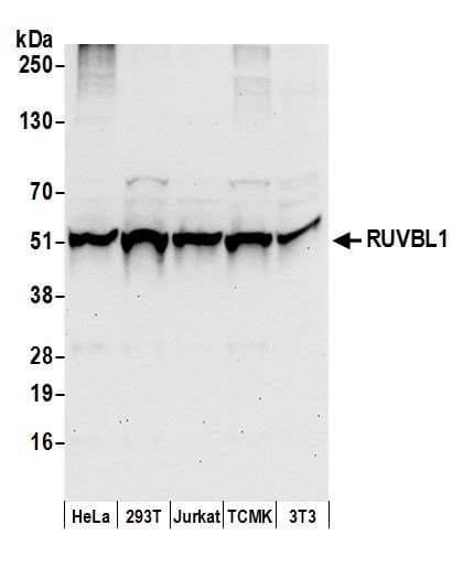 TIP49 / RUVBL1 Antibody (aa200-250)