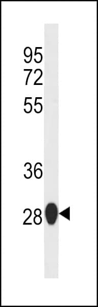SIKE1 Antibody (aa36-63)