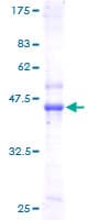 Human MYDGF / SF20 Protein (Recombinant GST)