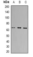 Polyclonal Rabbit anti-Human PRDM14 Antibody (IHC, IF, WB)