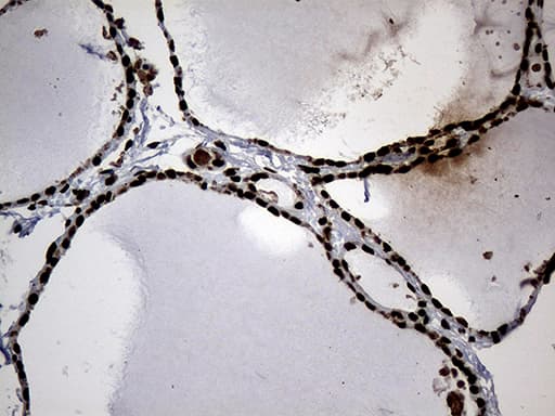 Monoclonal Mouse anti-Human SF3B6 / SF3B14 Antibody (clone OTI8A1, IHC, WB)