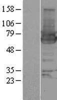 SH3P7 / HIP-55 Protein (Over-Expression Lysate Myc-DDK (Flag))