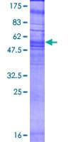 Human GPR80 / GPR99 / OXGR1 Protein (Recombinant GST)