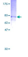 Human RASSF8 Protein (Recombinant GST)