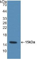 Ccl6 Antibody (aa21-115, Biotin)