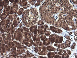 DDT / Dopamine Tautomerase Antibody (clone OTI1H3)