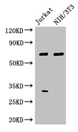 Polyclonal Rabbit anti-Human FANCC Antibody