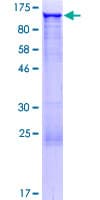 Human GCC1 / GCC88 Protein (Recombinant GST)