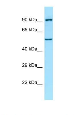 Polyclonal Rabbit anti-Human ATL1 Antibody (C-Terminus, WB)