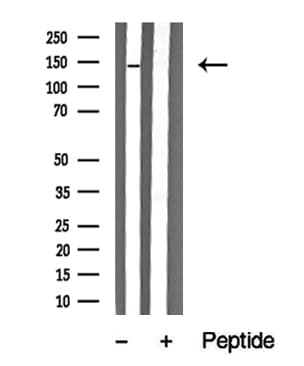 PAS Kinase / PASK Antibody