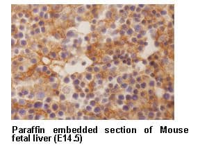 DLK1 / Pref-1 Antibody (clone 24-11)