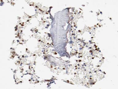 C/EBP Epsilon / CEBPE Antibody
