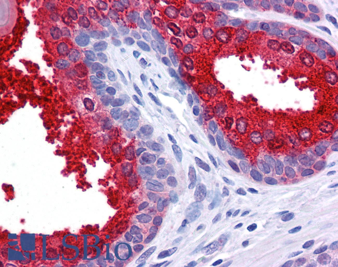 IHC-plus™ SCUBE2 Antibody
