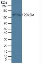 TLR5 Antibody (aa46-205)