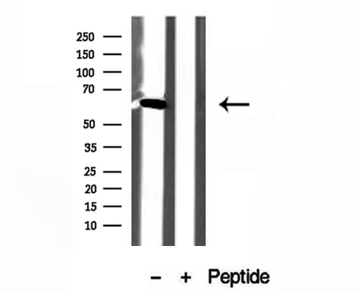 USP39 Antibody