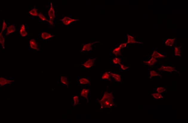 Polyclonal Rabbit anti-Human BMP8B Antibody (IF, WB)