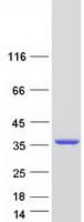 Human YJEFN3 Protein (Recombinant Myc-DDK (Flag))