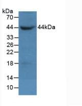 ACTB / Beta Actin Antibody (Cy3)