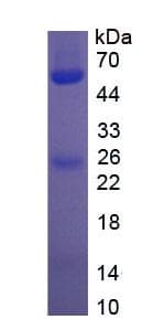 Rabbit IgG Protein (Recombinant His, N-Terminal)