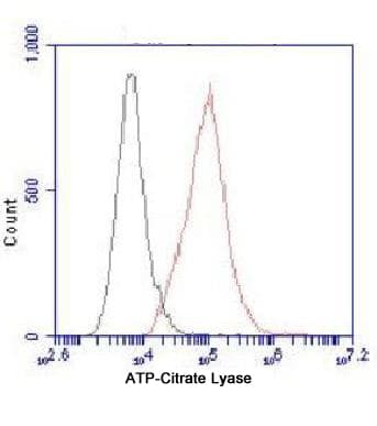 Monoclonal Mouse anti-Human ACLY / ATP Citrate Lyase Antibody (WB)