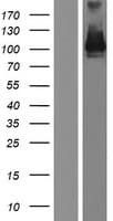PCDHA5 Protein (Over-Expression Lysate Myc-DDK (Flag))