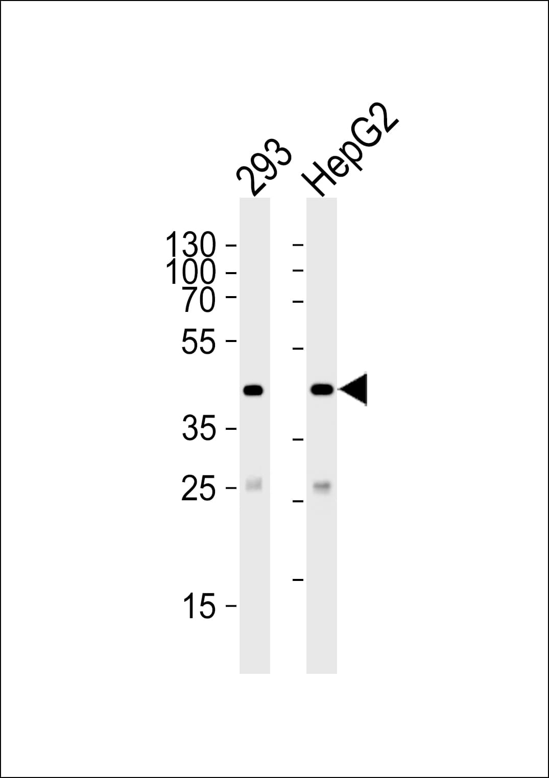 SIRT3 / Sirtuin 3 Antibody (aa250-279)