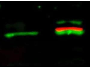 AKT1 Antibody (phospho-Ser473, clone 17F6.B11)