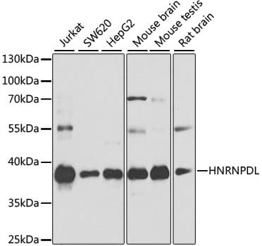 HNRNPDL / hnRNP D Antibody