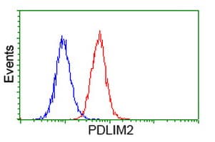 PDLIM2 / SLIM Antibody (clone OTI11A12)