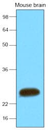 SNAP25 Antibody (aa1-206, clone 4E11)