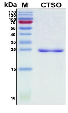 Human CTSO Protein (Recombinant His, N-Terminal)