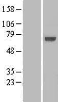 KLHL25 Protein (Over-Expression Lysate Myc-DDK (Flag))