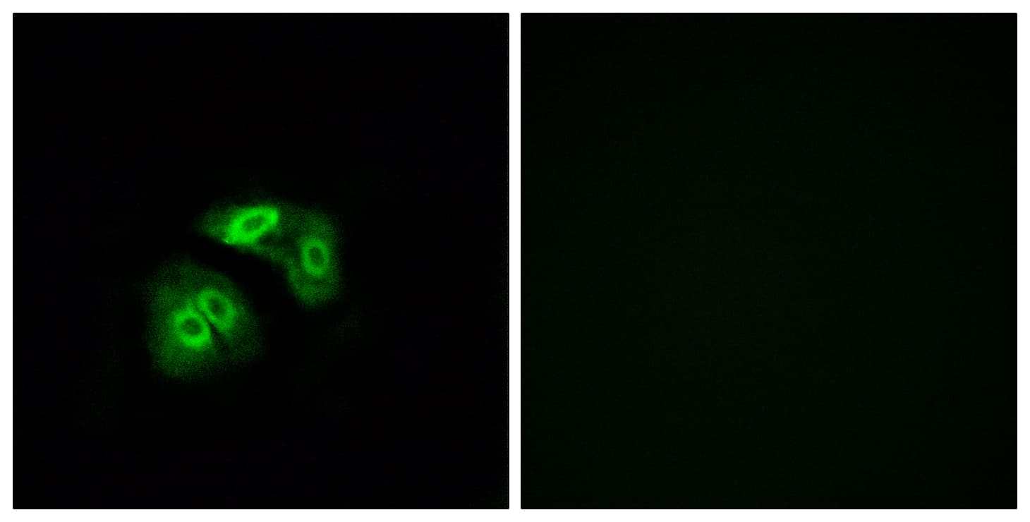 Polyclonal Rabbit anti-Human VN1R5 Antibody (aa44-93, IF)