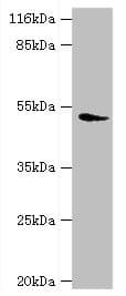 DRD5 / Dopamine Receptor D5 Antibody (aa361-477)