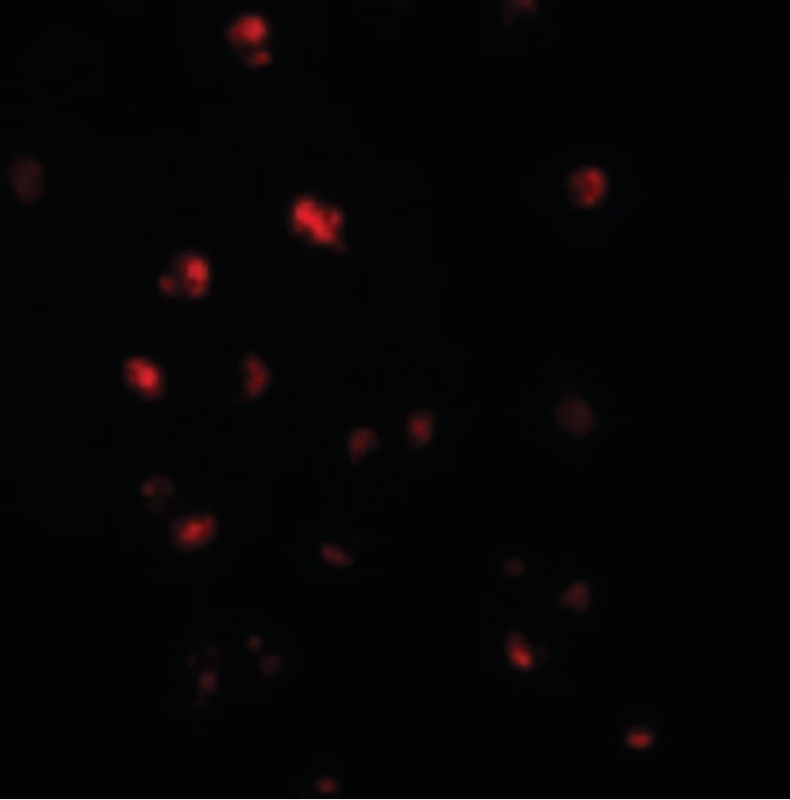 IHC-plus™ NLRC5 / NOD4 Antibody