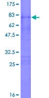Human PPIG / Cyclophilin G Protein (Recombinant GST)