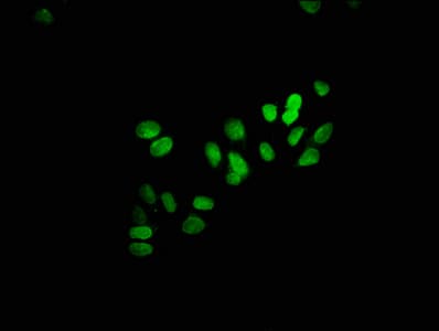 HIST1H3A Antibody